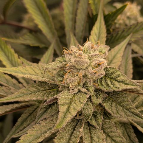 Garlic Budder #1  growlog timeline photo