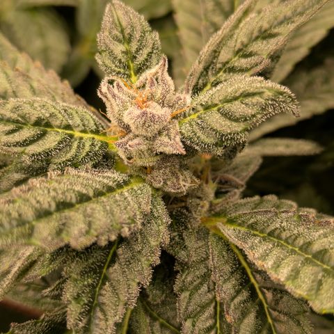 Garlic Budder #1  growlog timeline photo