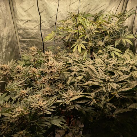 Garlic Budder #1  growlog timeline photo