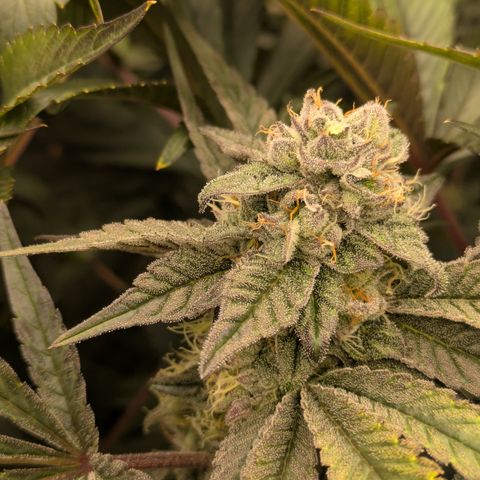 Garlic Budder #1  growlog timeline photo
