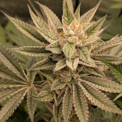 Garlic Budder #1  growlog timeline photo