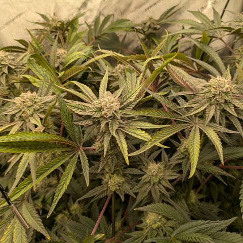 Garlic Budder #1  growlog timeline photo