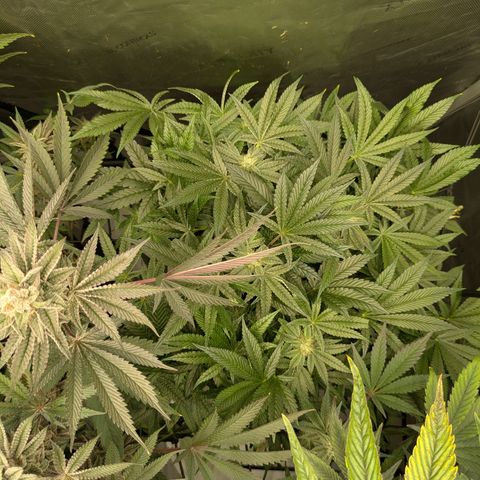Garlic Budder #1  growlog timeline photo