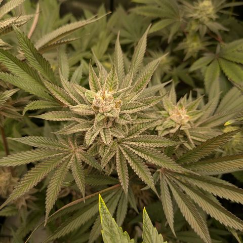 Garlic Budder #1  growlog timeline photo