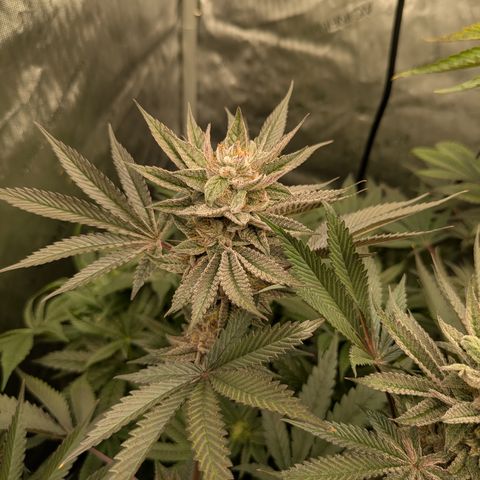 Garlic Budder #1  growlog timeline photo