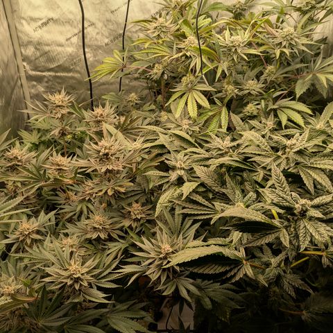 Garlic Budder #1  growlog timeline photo