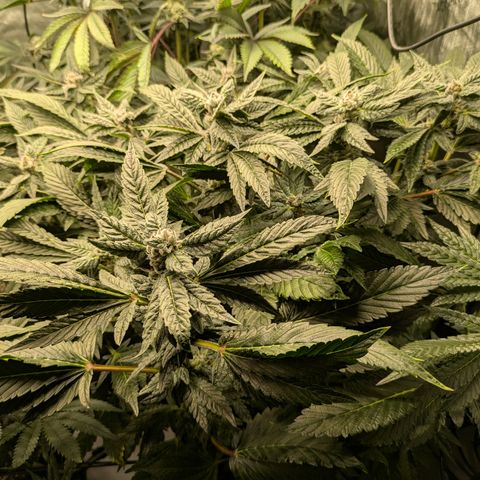 Garlic Budder #1  growlog timeline photo