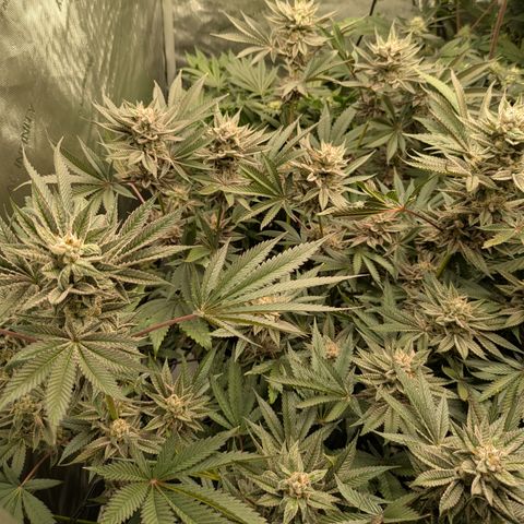 Garlic Budder #1  growlog timeline photo