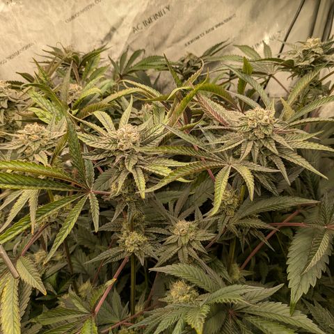 Garlic Budder #1  growlog timeline photo