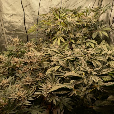 Garlic Budder #1  growlog timeline photo