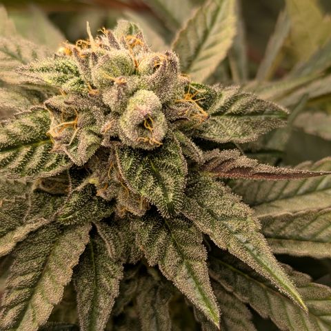 Garlic Budder #1  growlog timeline photo