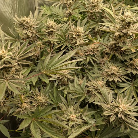 Garlic Budder #1  growlog timeline photo