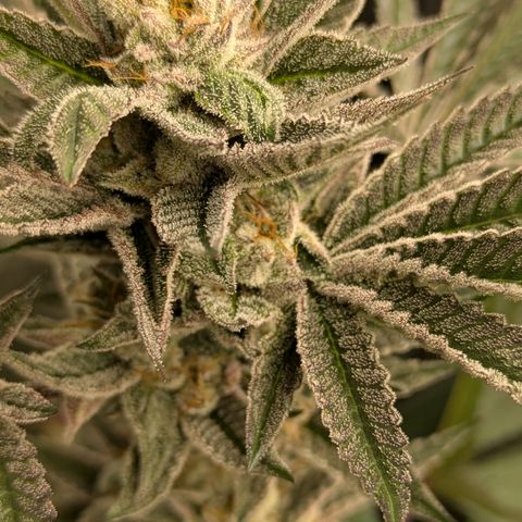 Garlic Budder #1  growlog timeline photo