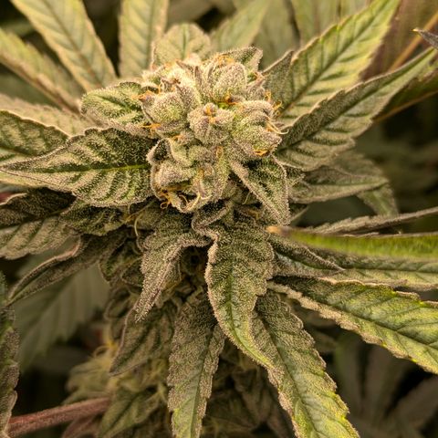Garlic Budder #1  growlog timeline photo
