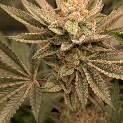 Garlic Budder #1  growlog timeline photo