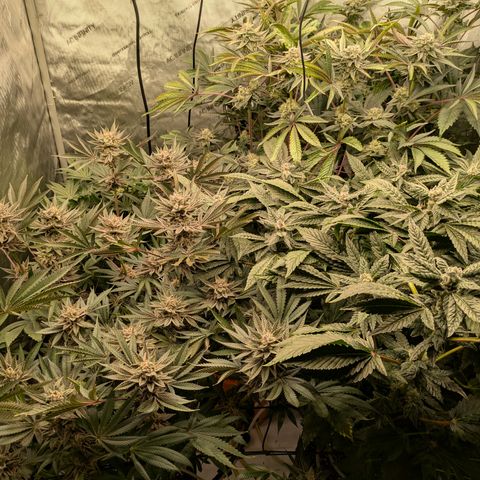 Garlic Budder #1  growlog timeline photo