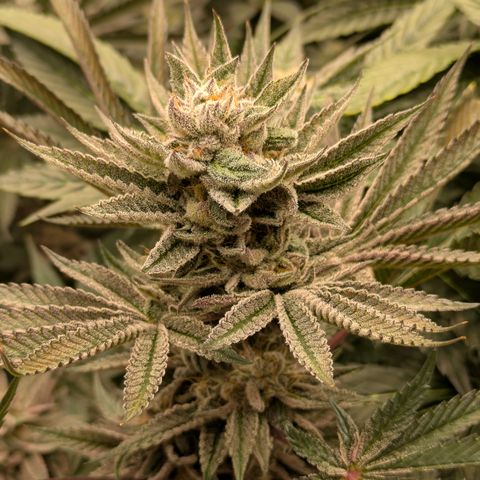 Garlic Budder #1  growlog timeline photo