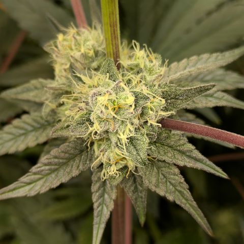 Garlic Budder #1  growlog timeline photo