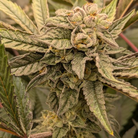 Garlic Budder #1  growlog timeline photo