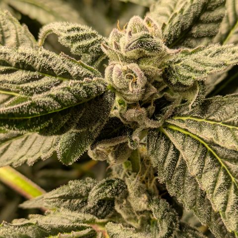 Garlic Budder #1  growlog timeline photo