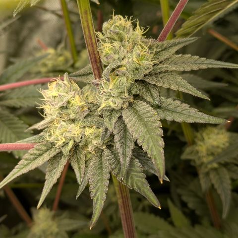 Garlic Budder #1  growlog timeline photo