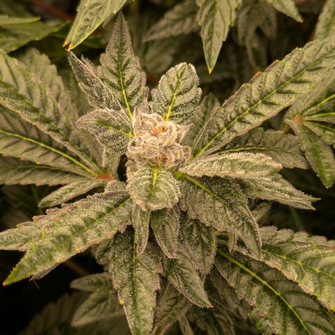 Garlic Budder #1  growlog timeline photo