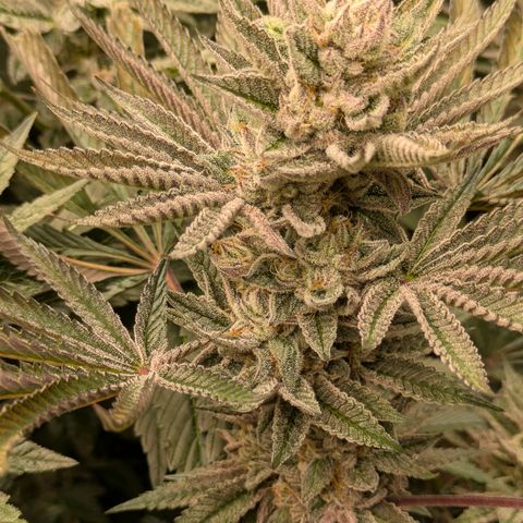 Garlic Budder #1  growlog timeline photo