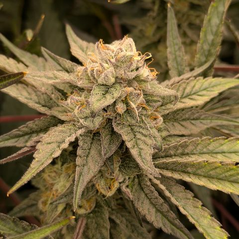 Garlic Budder #1  growlog timeline photo