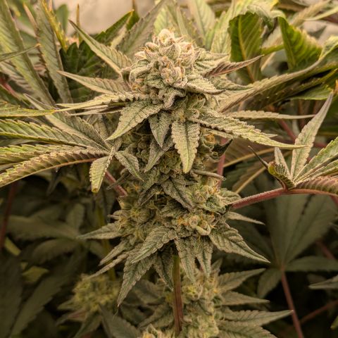 Garlic Budder #1  growlog timeline photo