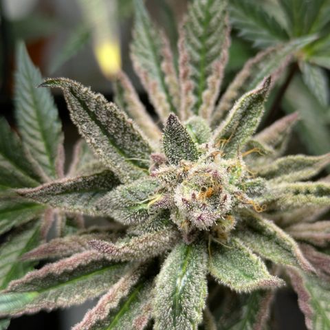 Garlic Budder #1  growlog timeline photo