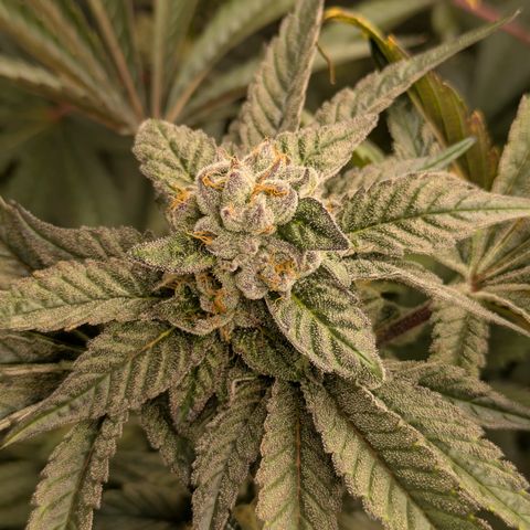 Garlic Budder #1  growlog timeline photo