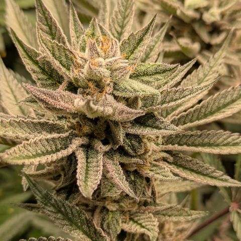 Garlic Budder #1  growlog timeline photo