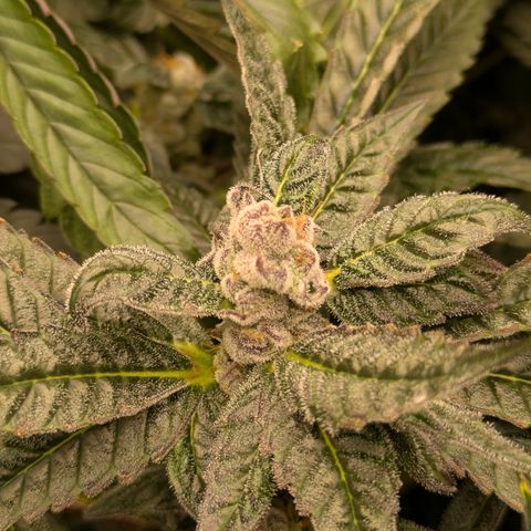 Garlic Budder #1  growlog timeline photo
