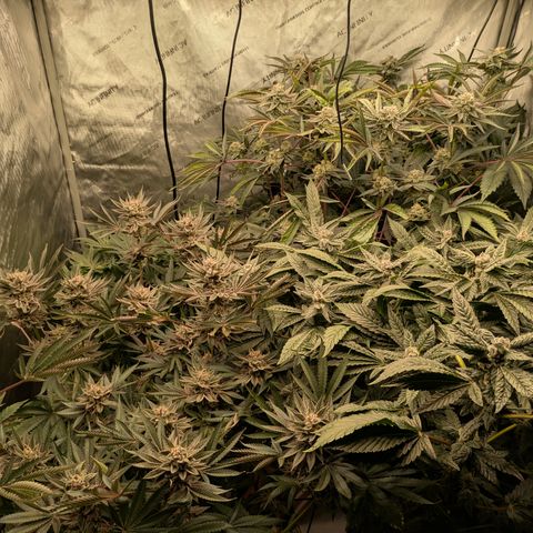 Garlic Budder #1  growlog timeline photo