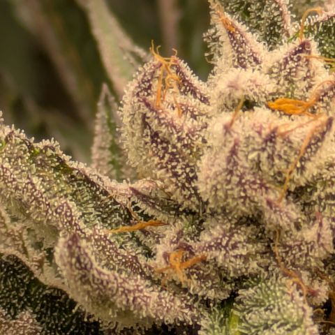 Garlic Budder #1  growlog timeline photo