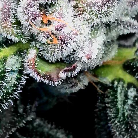 Garlic Budder #1  growlog timeline photo