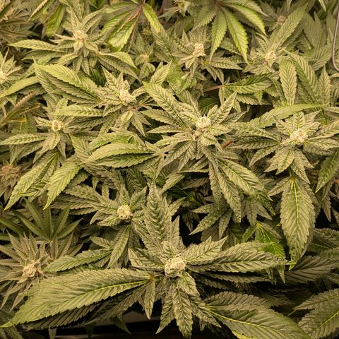 Garlic Budder #1  growlog timeline photo
