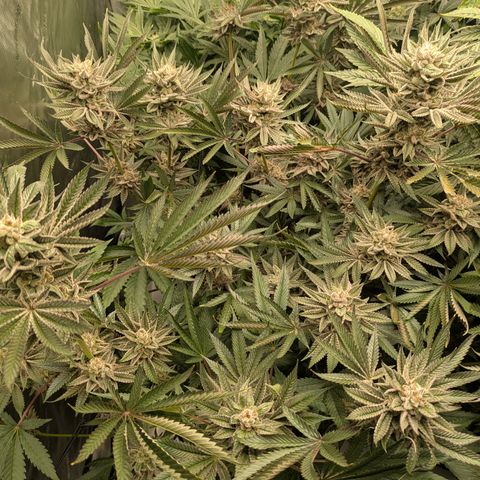 Garlic Budder #1  growlog timeline photo