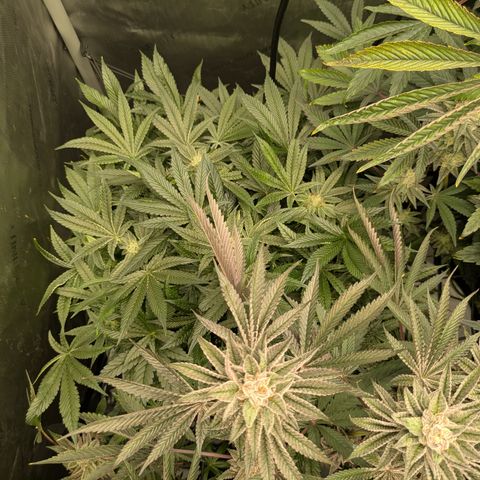 Garlic Budder #1  growlog timeline photo