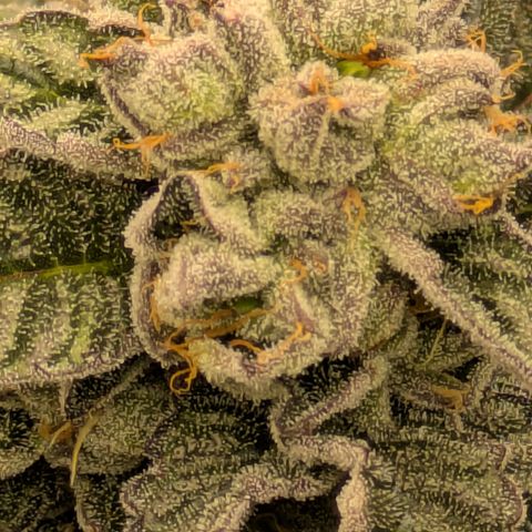 Garlic Budder #1  growlog timeline photo