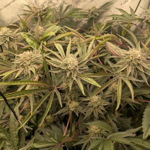 Garlic Budder #1  growlog timeline photo