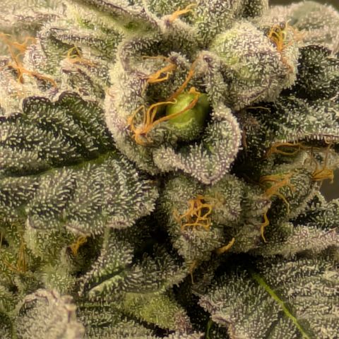 Garlic Budder #1  growlog timeline photo