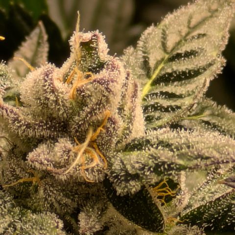 Garlic Budder #1  growlog timeline photo