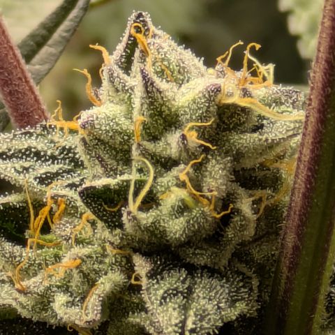 Garlic Budder #1  growlog timeline photo
