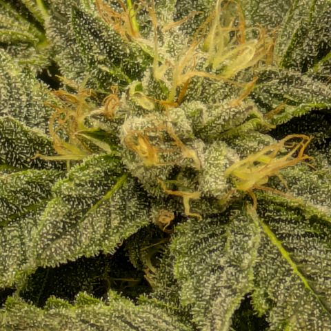 Garlic Budder #1  growlog timeline photo