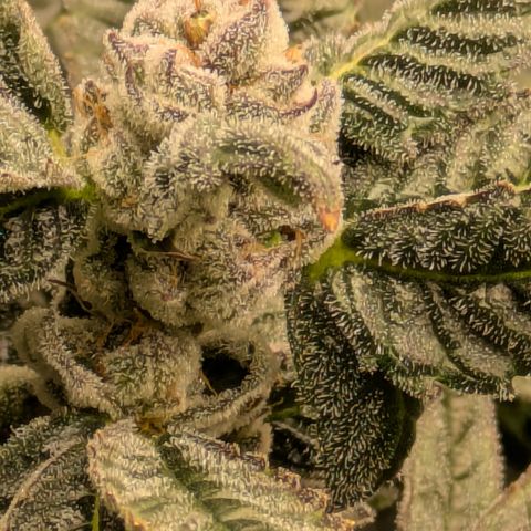 Garlic Budder #1  growlog timeline photo