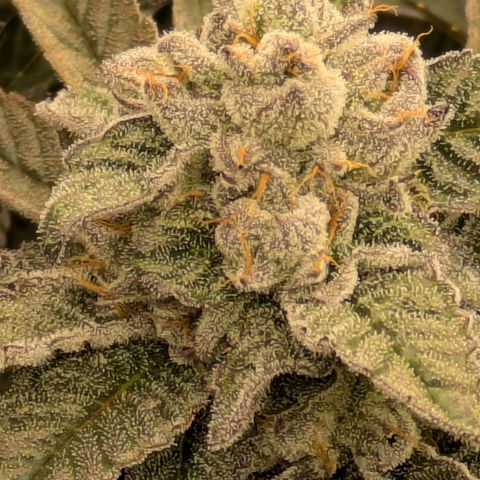 Garlic Budder #1  growlog timeline photo