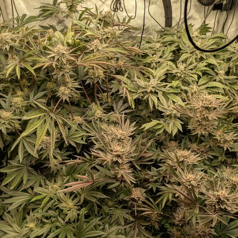 Garlic Budder #1  growlog timeline photo