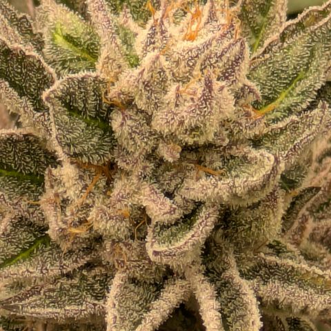 Garlic Budder #1  growlog timeline photo