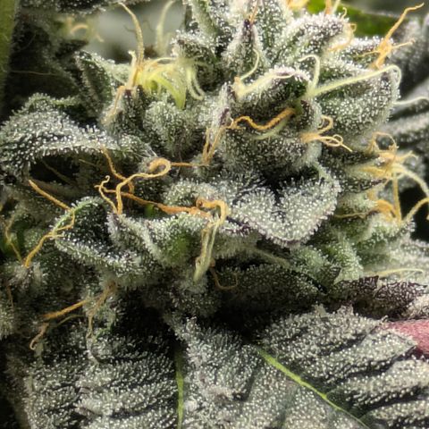 Garlic Budder #1  growlog timeline photo